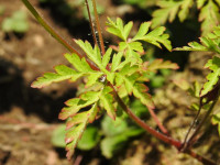 Geranium robertianum
