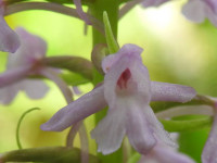 Gymnadenia conopsea