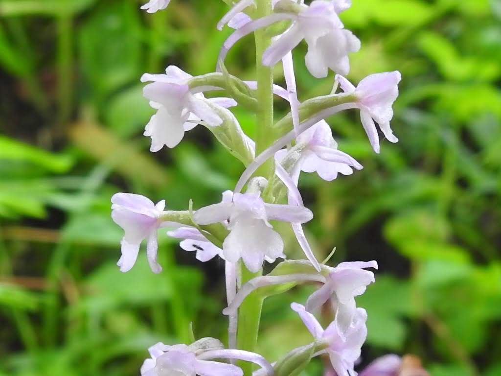 Gymnadenia conopsea