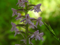 Gymnadenia conopsea