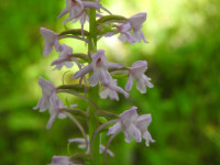 Gymnadenia conopsea