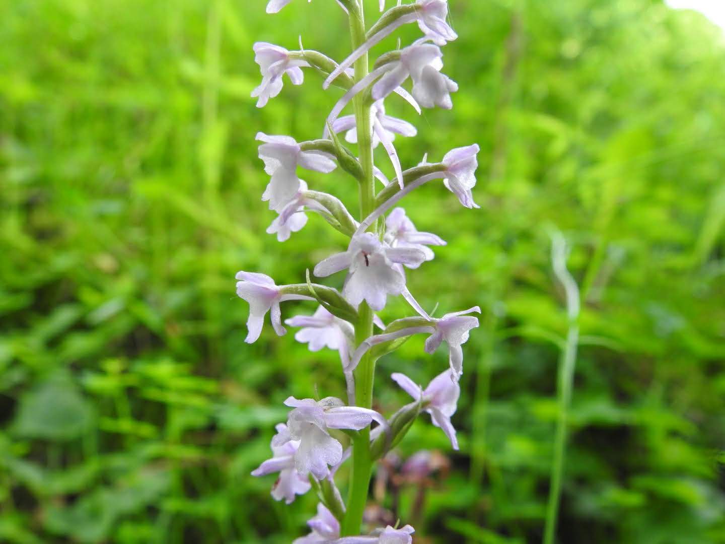 Gymnadenia conopsea