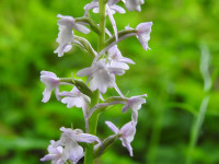 Gymnadenia conopsea