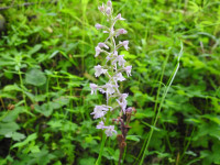 Gymnadenia conopsea