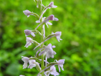 Gymnadenia conopsea