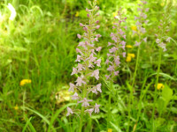 Gymnadenia conopsea