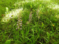 Gymnadenia conopsea