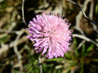 Knautia arvensis