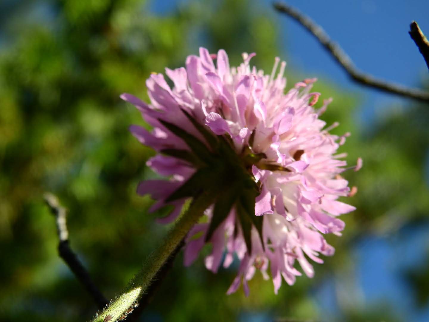 Knautia arvensis