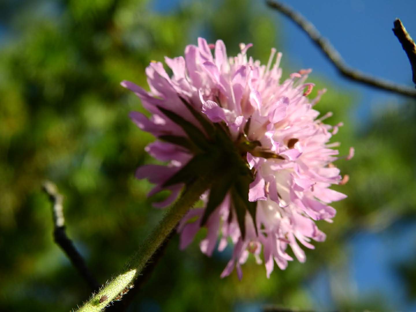 Knautia arvensis
