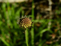 Knautia arvensis