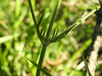 Knautia arvensis