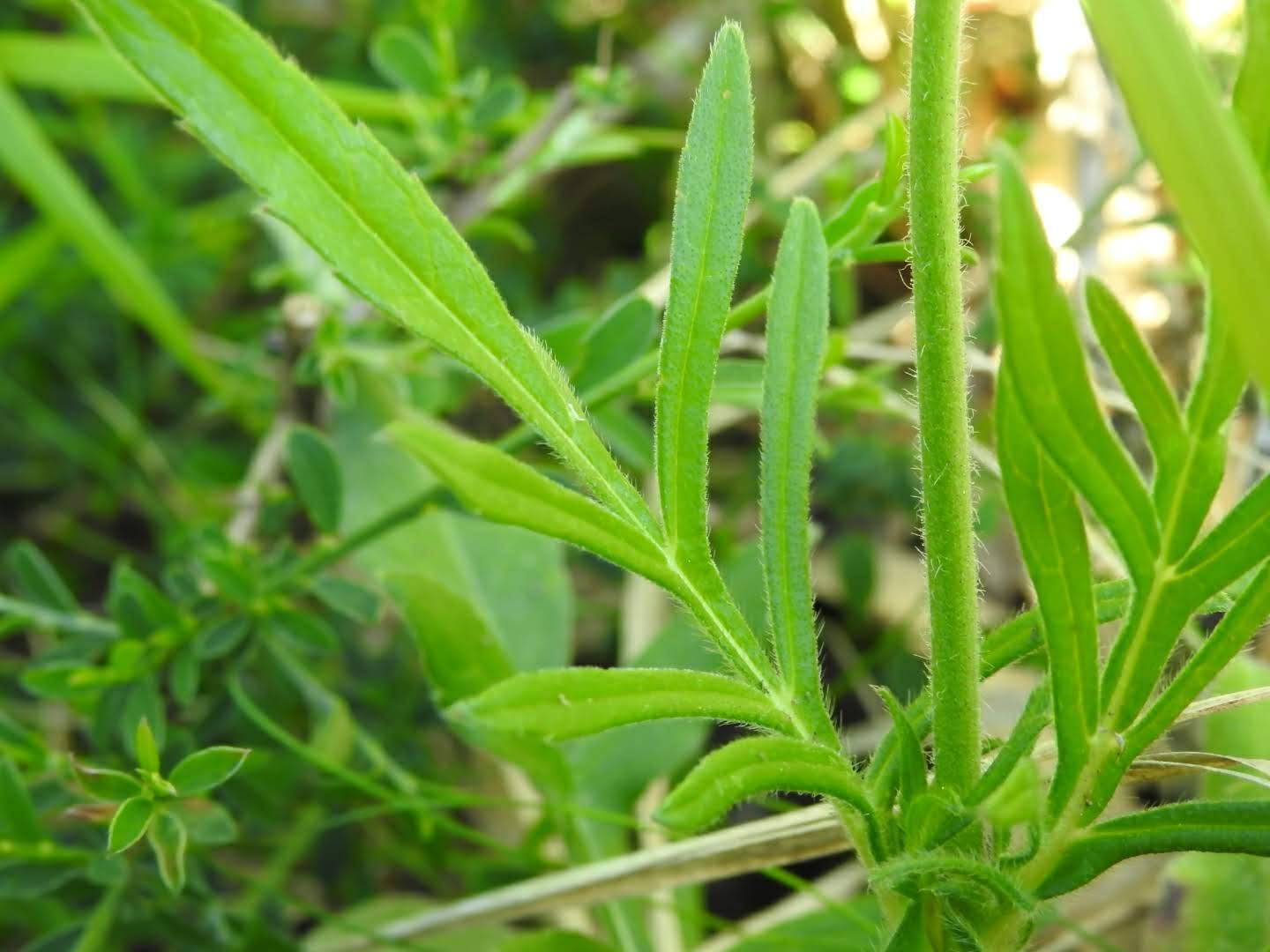 Knautia arvensis