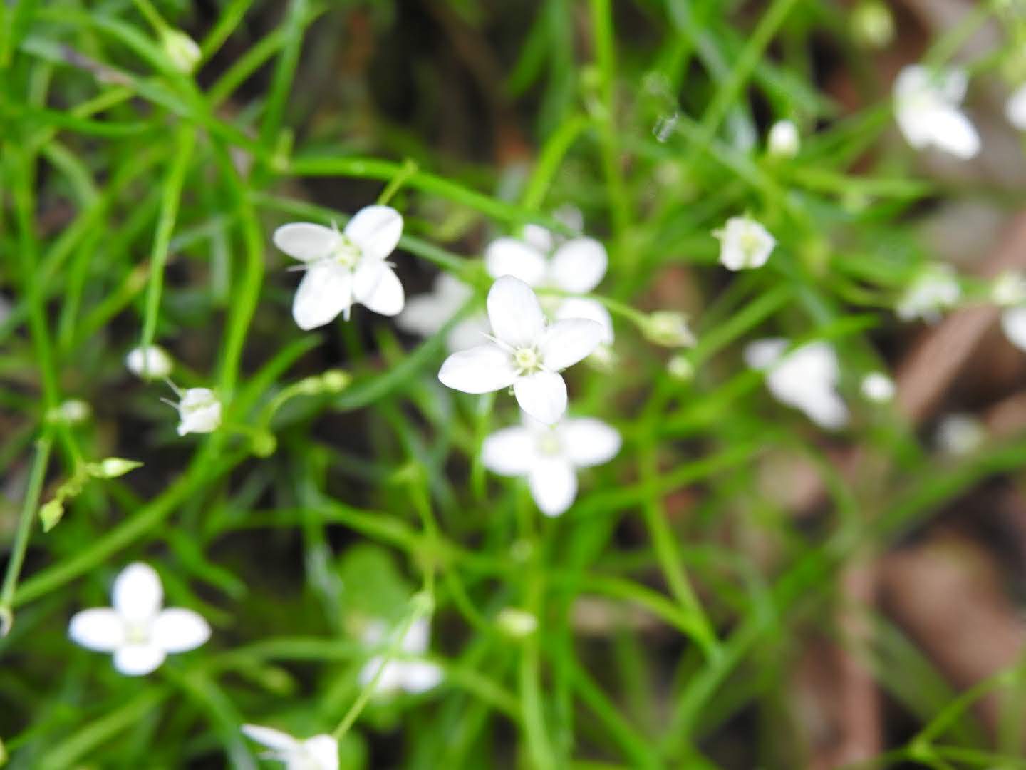 Moehringia muscosa