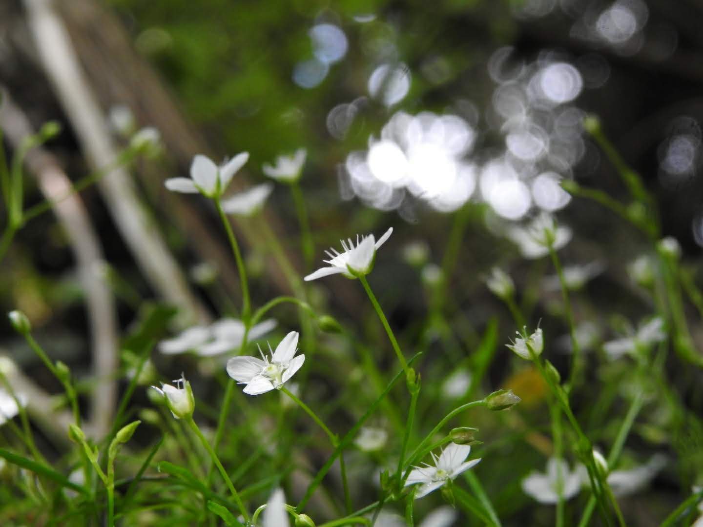 Moehringia muscosa