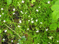 Moehringia muscosa