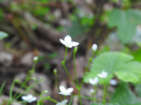 Moehringia muscosa