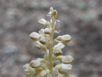 Neottia nidus-avis