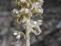 Neottia nidus-avis