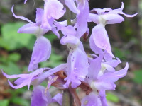 Orchis mascula