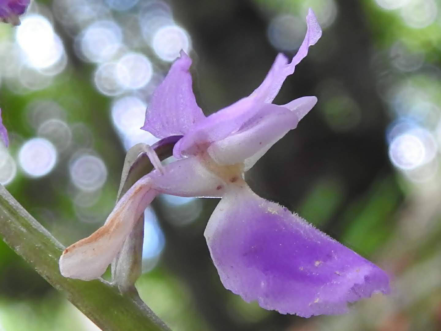 Orchis mascula