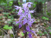 Orchis mascula