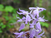 Orchis mascula