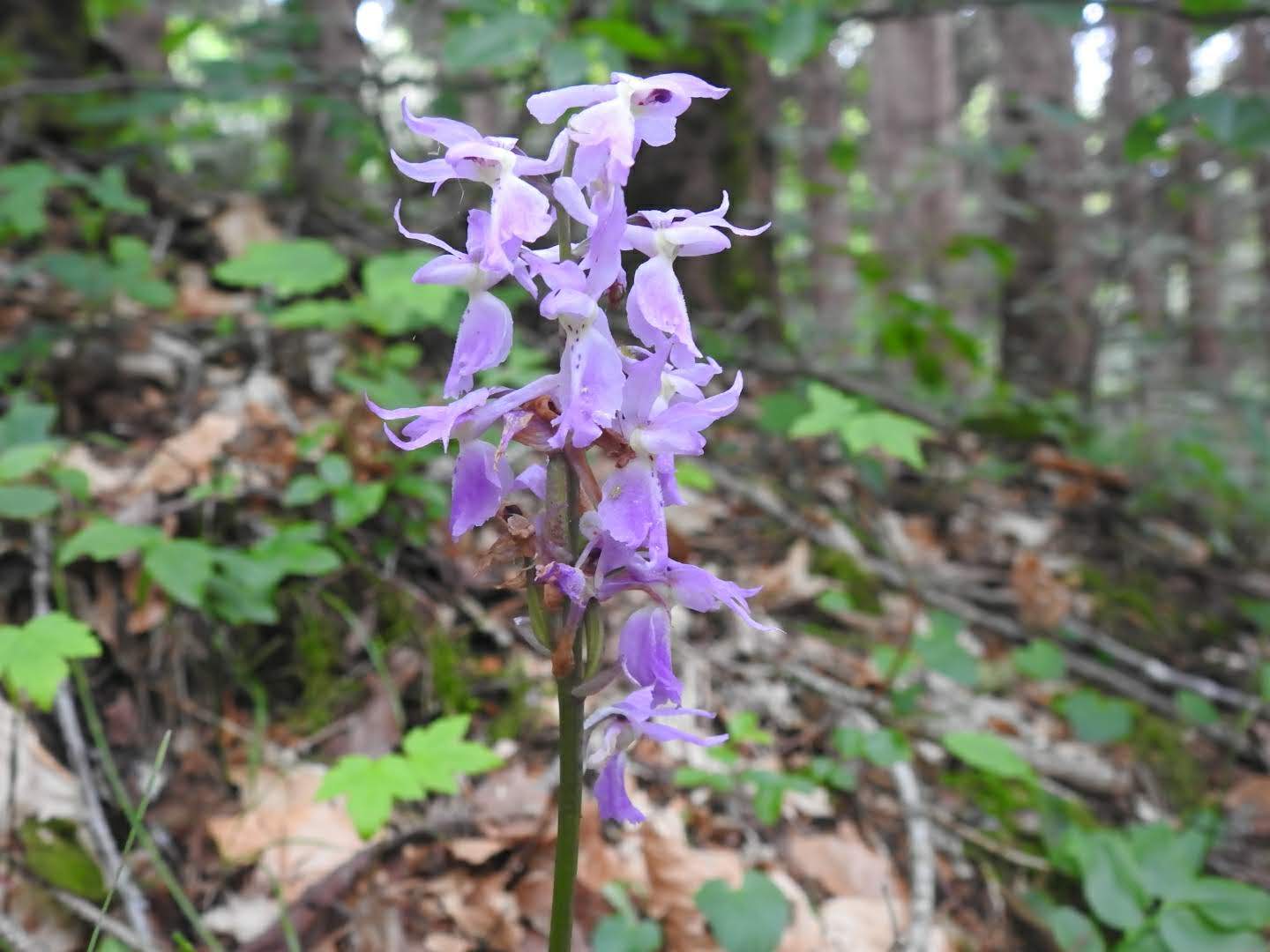 Orchis mascula