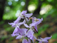 Orchis mascula
