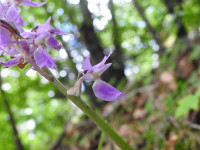Orchis mascula