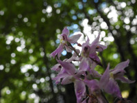 Orchis mascula