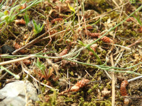 Petrorhagia saxifraga