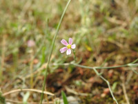 Petrorhagia saxifraga