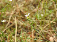 Petrorhagia saxifraga