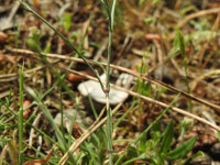 Petrorhagia saxifraga