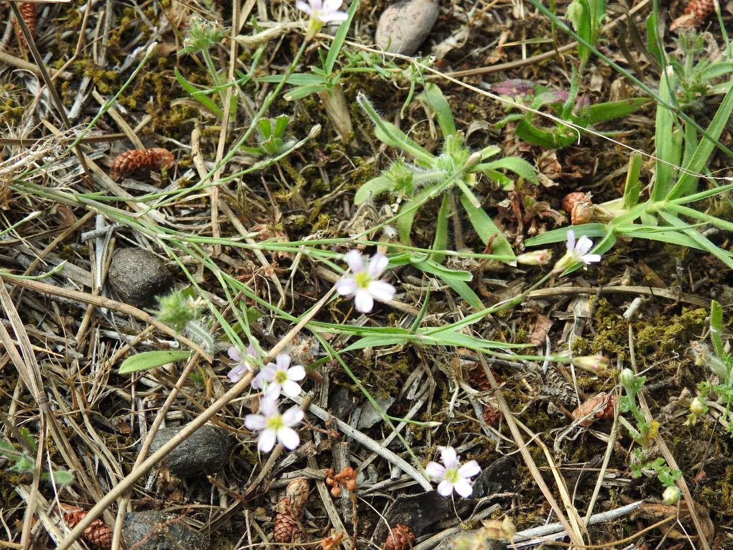 Petrorhagia saxifraga