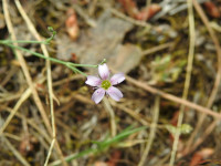 Petrorhagia saxifraga