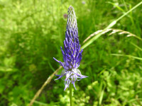 Phyteuma italicum