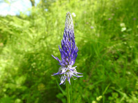 Phyteuma italicum
