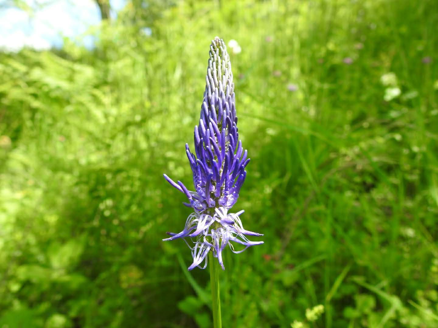 Phyteuma italicum