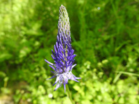 Phyteuma italicum