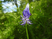 Phyteuma italicum