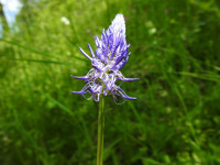 Phyteuma italicum