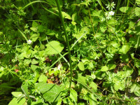 Phyteuma italicum