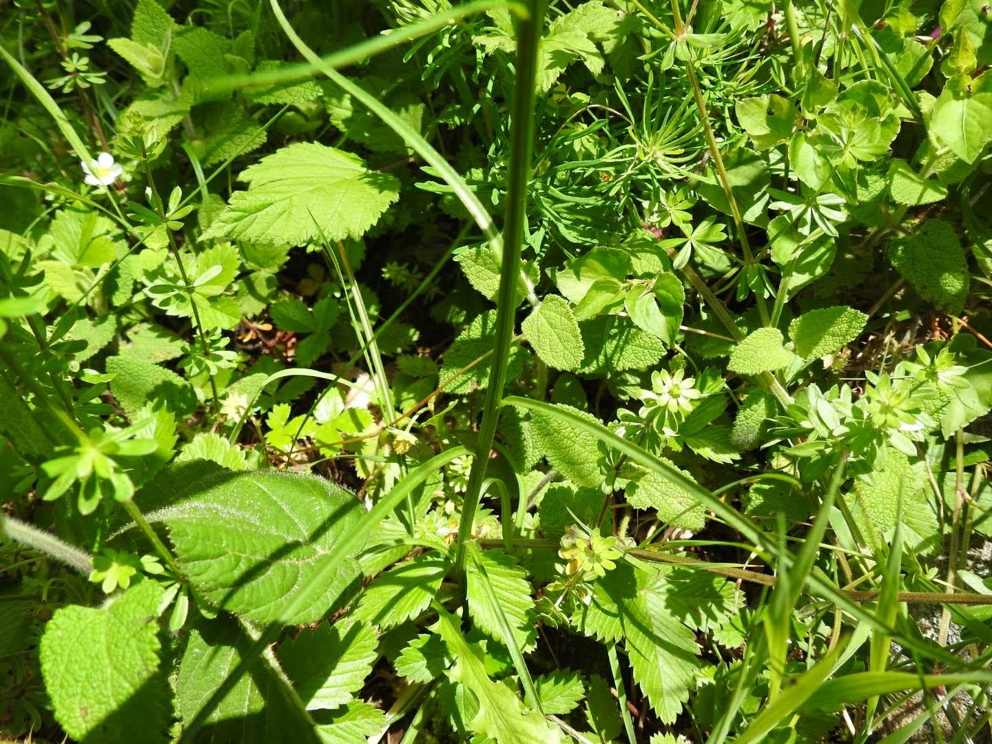 Phyteuma italicum