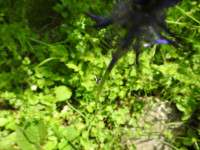 Phyteuma italicum