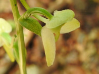 Platanthera bifolia