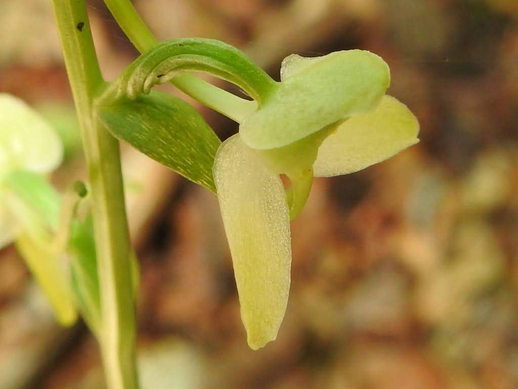 Platanthera bifolia