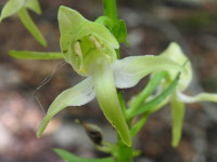 Platanthera bifolia