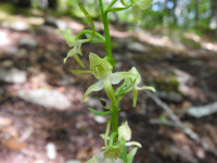 Platanthera bifolia